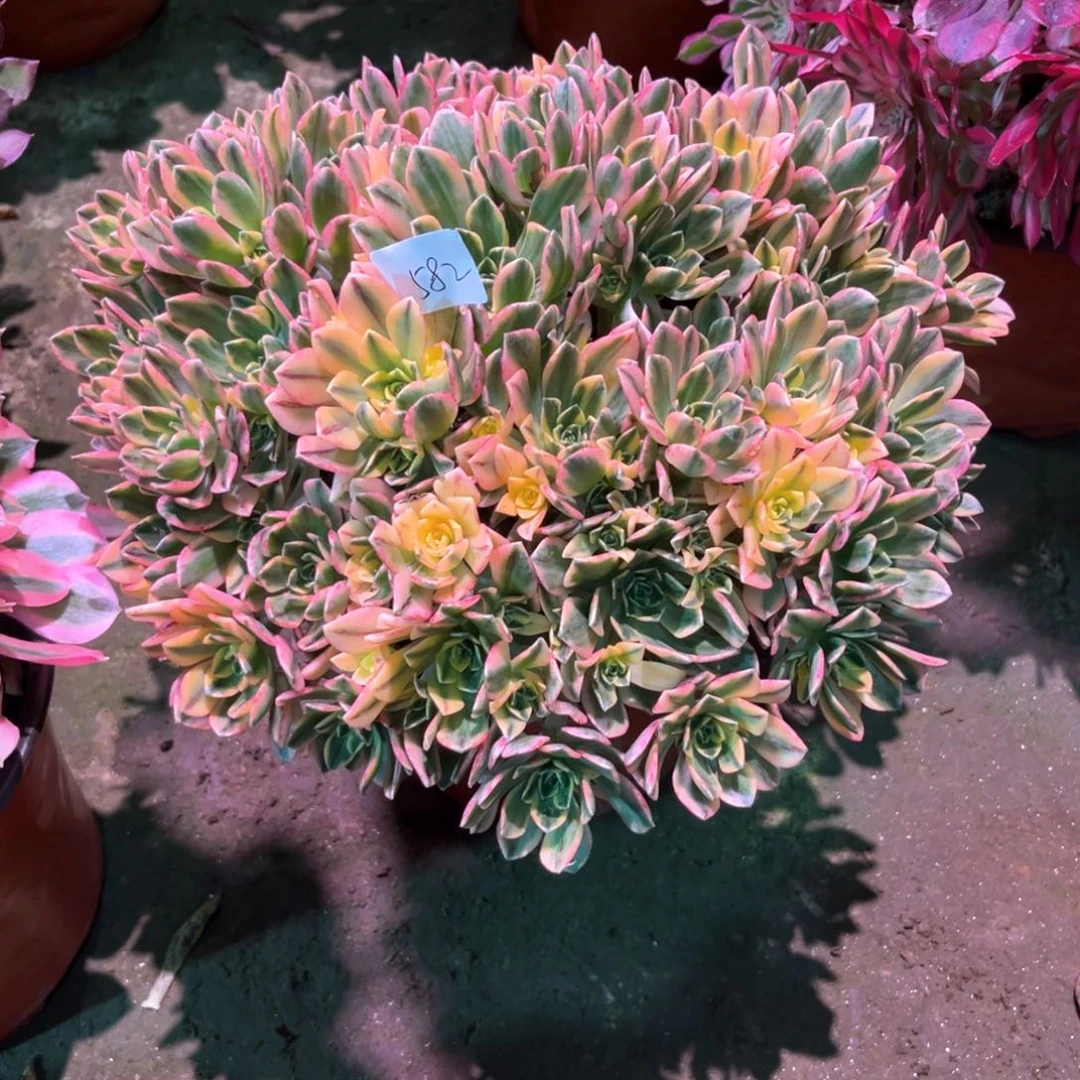 多肉植物甜茶582
