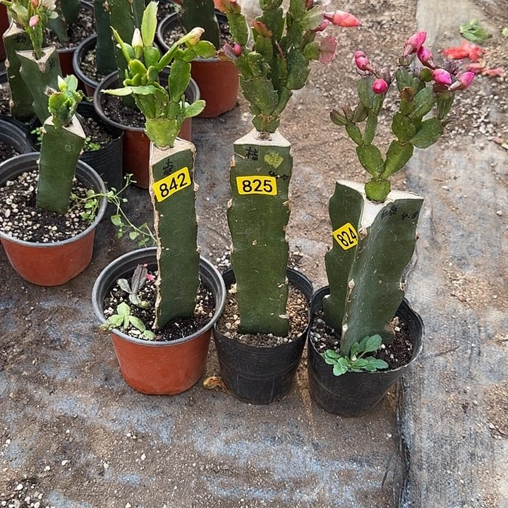 842+825+824嫁接蟹爪兰：索菲亚+爱丽丝+红桑巴