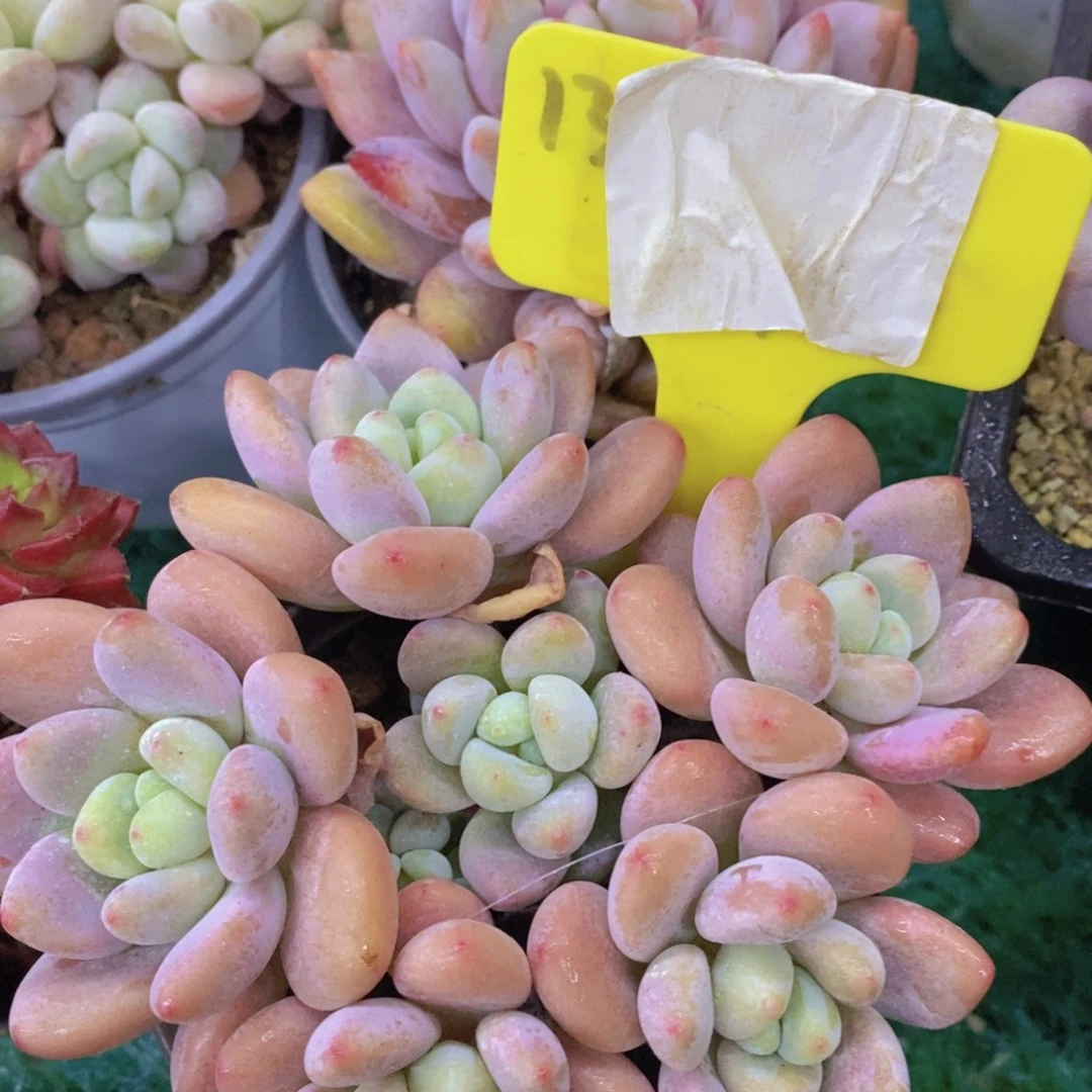 清货场，精品场一物一拍