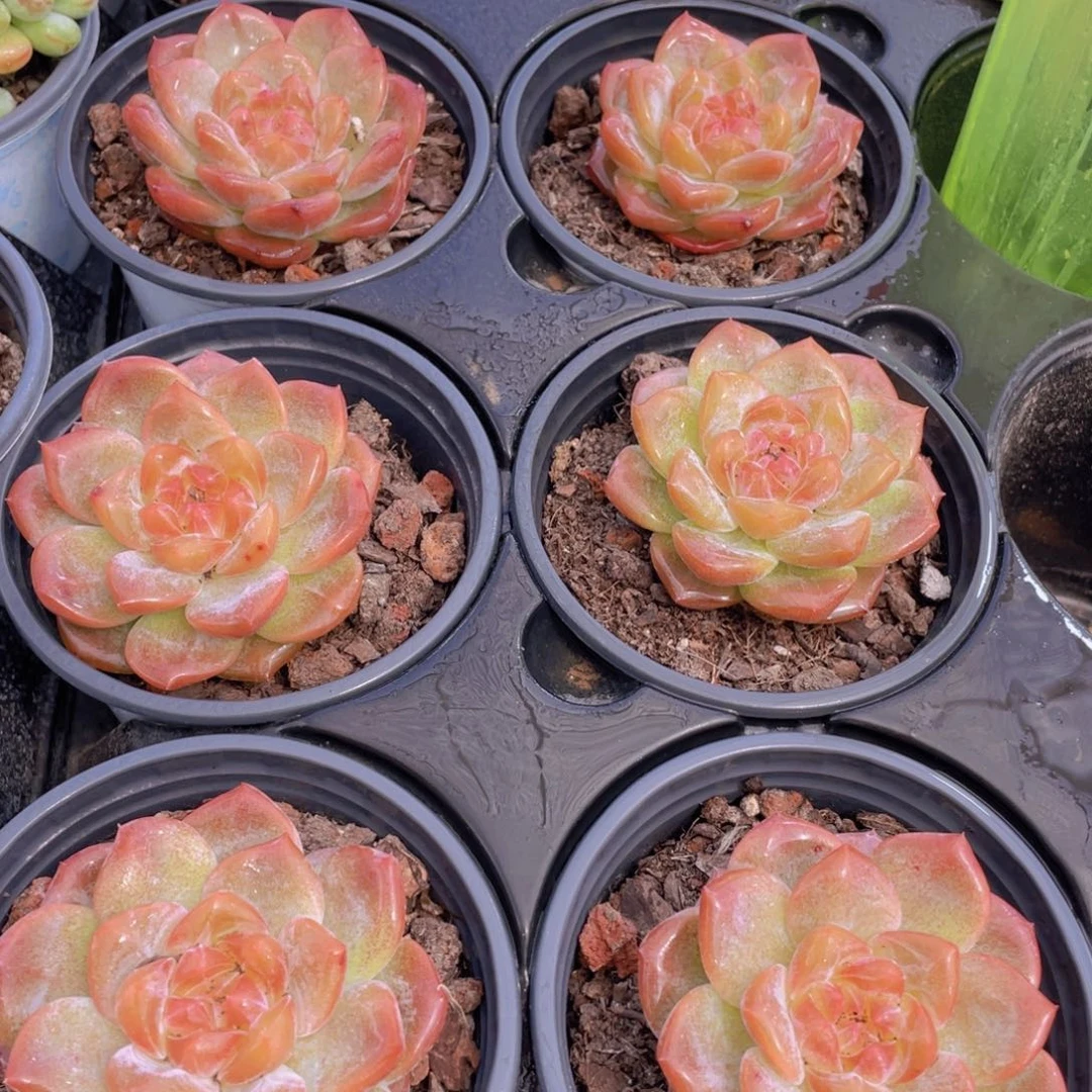 207号 珍妮琥珀单头一个