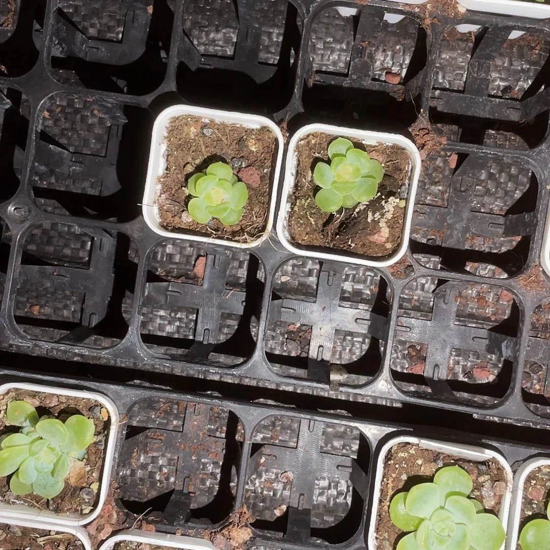 小小无尽灯中苗盆6号床一个满25包邮