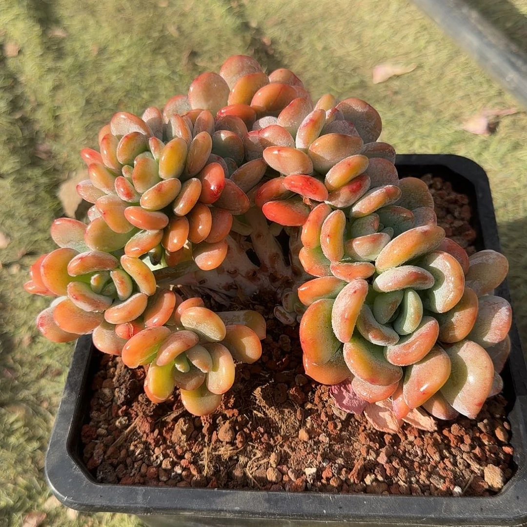 香橙朵朵一物一拍