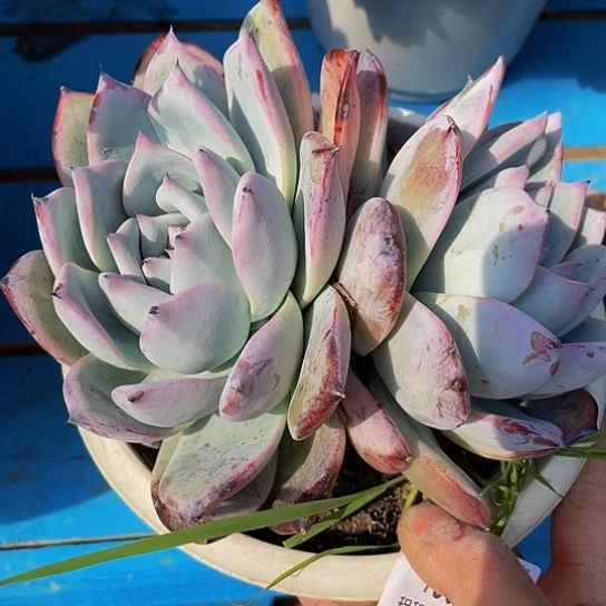 ?*?野卡18014多肉