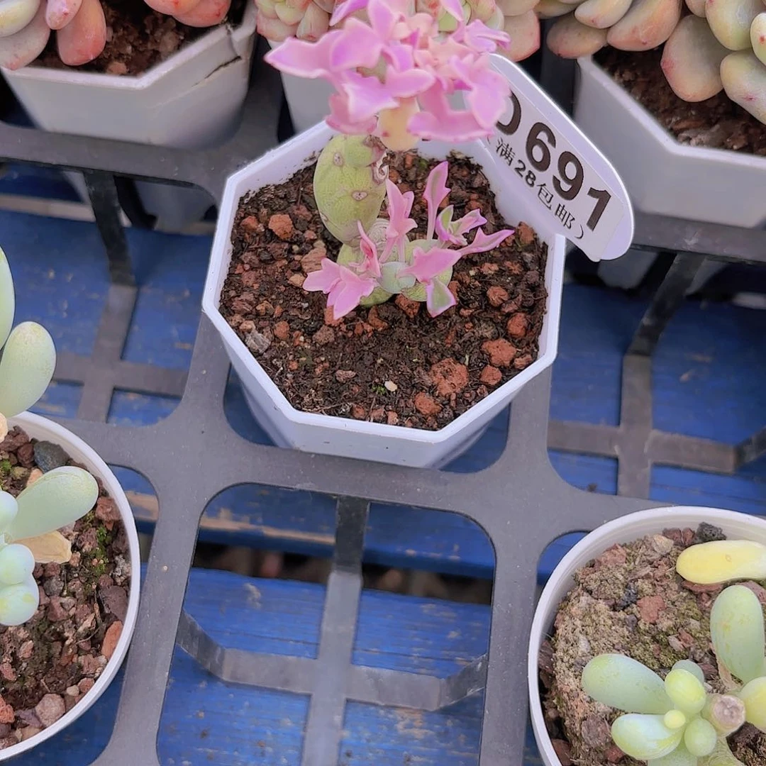 ?D691仙人笔一物一拍多肉