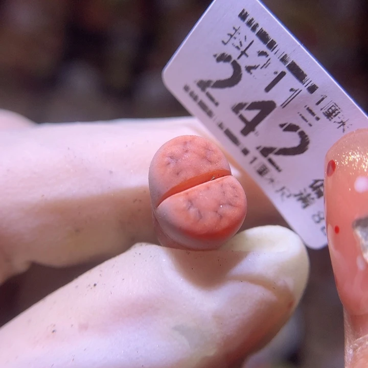 生石花多肉211.242阿克