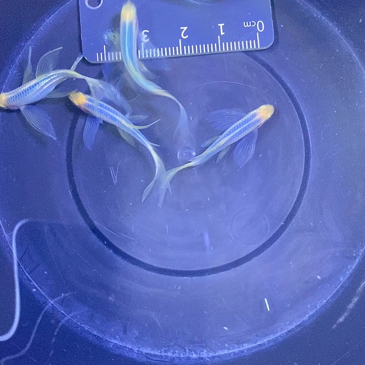 斑马鱼蝶翼斑马3-4厘米5条蓝莓