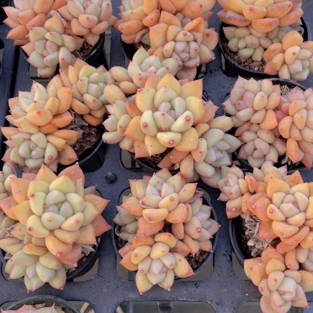 1664号黄金象牙多头群一个