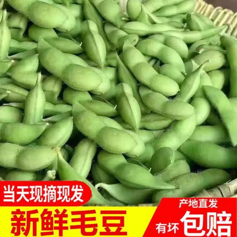 四川毛豆新鲜现摘现发嫩毛豆带壳毛豆农家自种水煮毛豆包邮