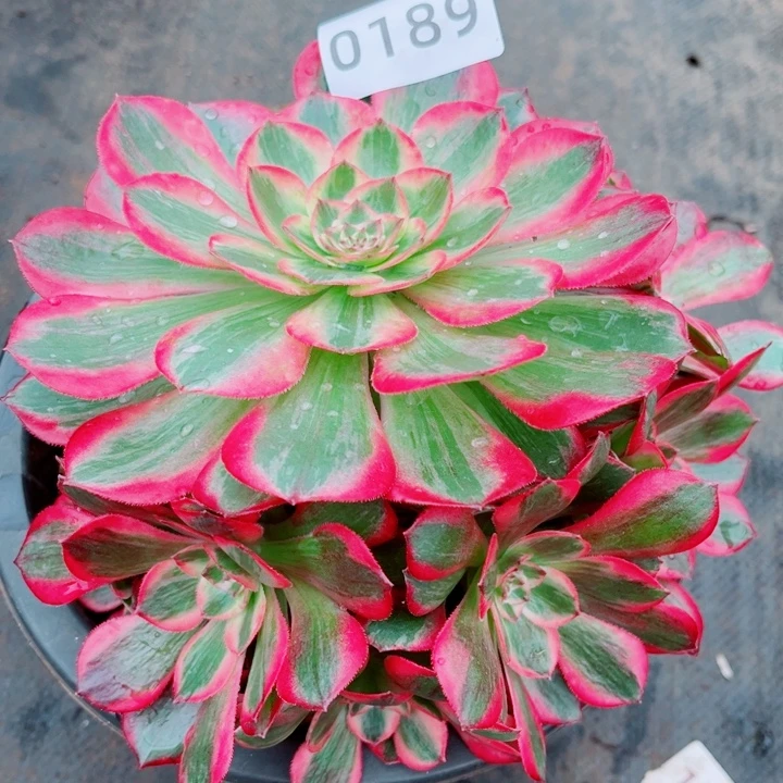 捧花赤子心新品多肉