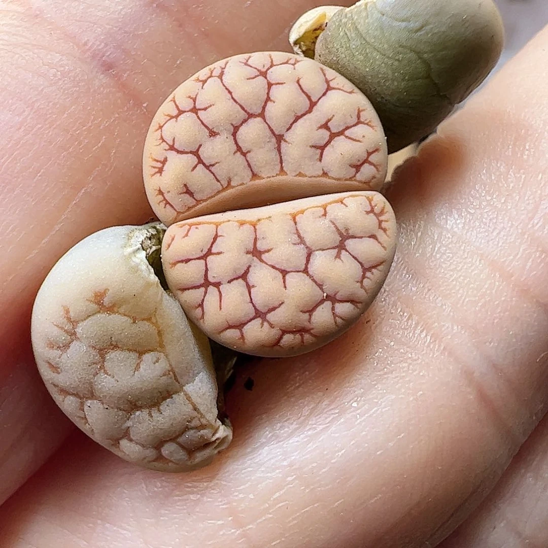 荒玉一颗包邮………………………