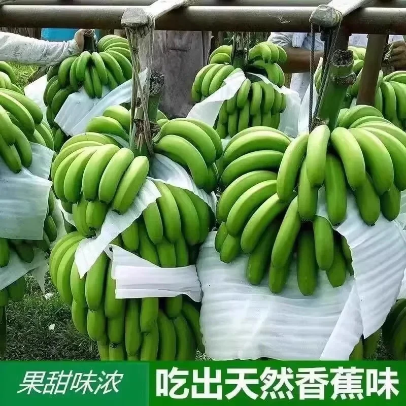 云南高山甜香蕉新鲜水果当季现摘芭蕉小米蕉大香焦自然熟包邮
