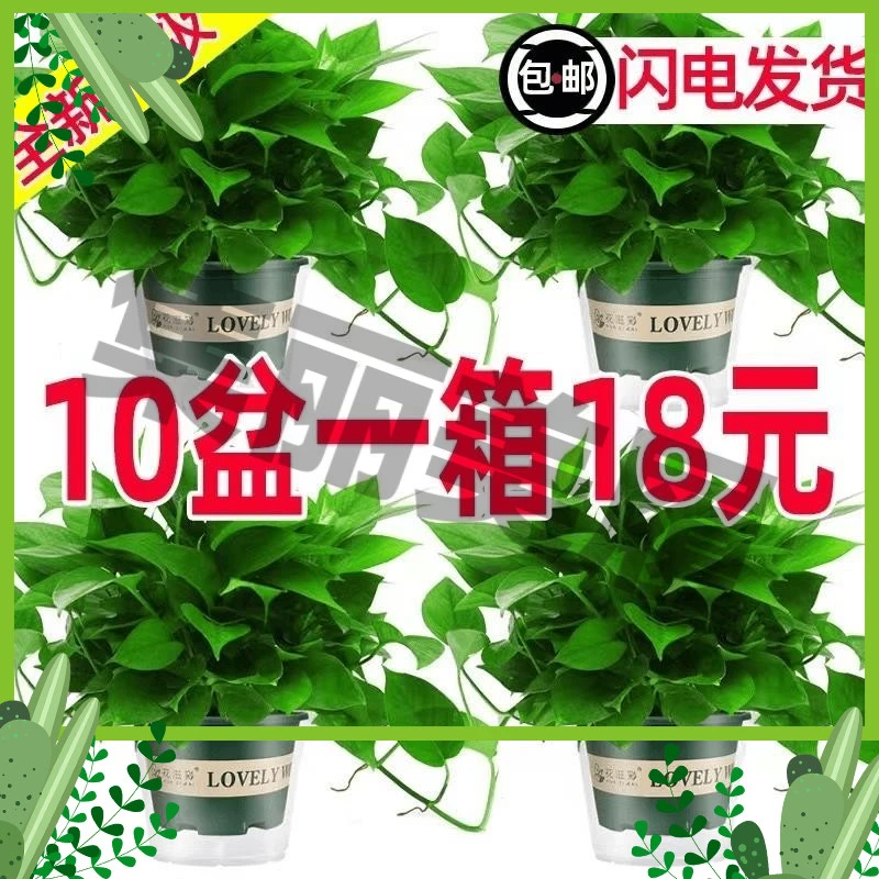 绿萝盆栽室内花卉植物吸除甲醛绿植水培好养可长藤大叶大盆绿箩