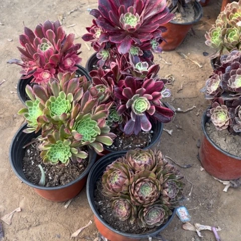 371多肉植物组合
