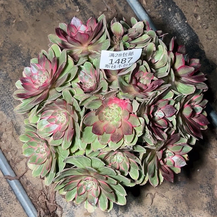 1487莲花座多肉植物