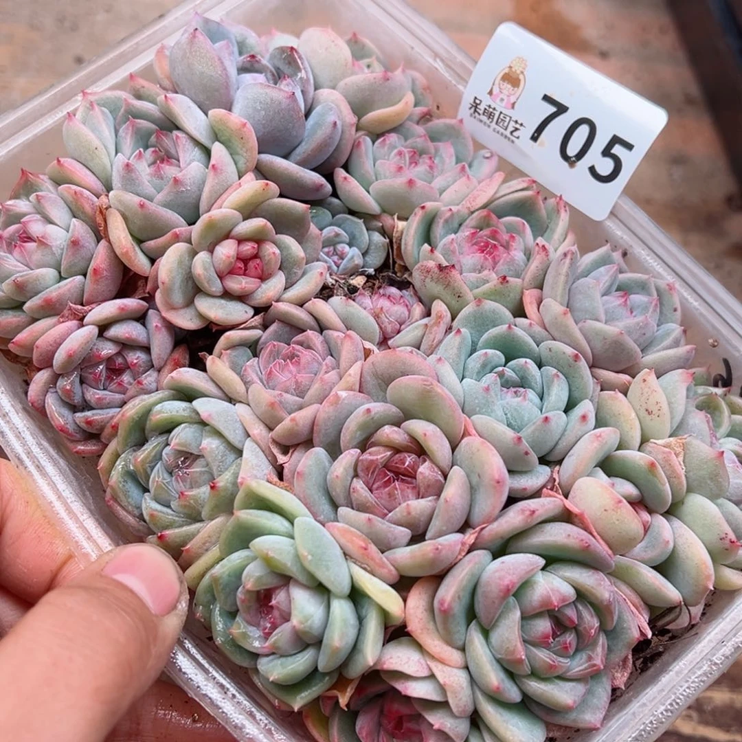 多肉植物多肉植物