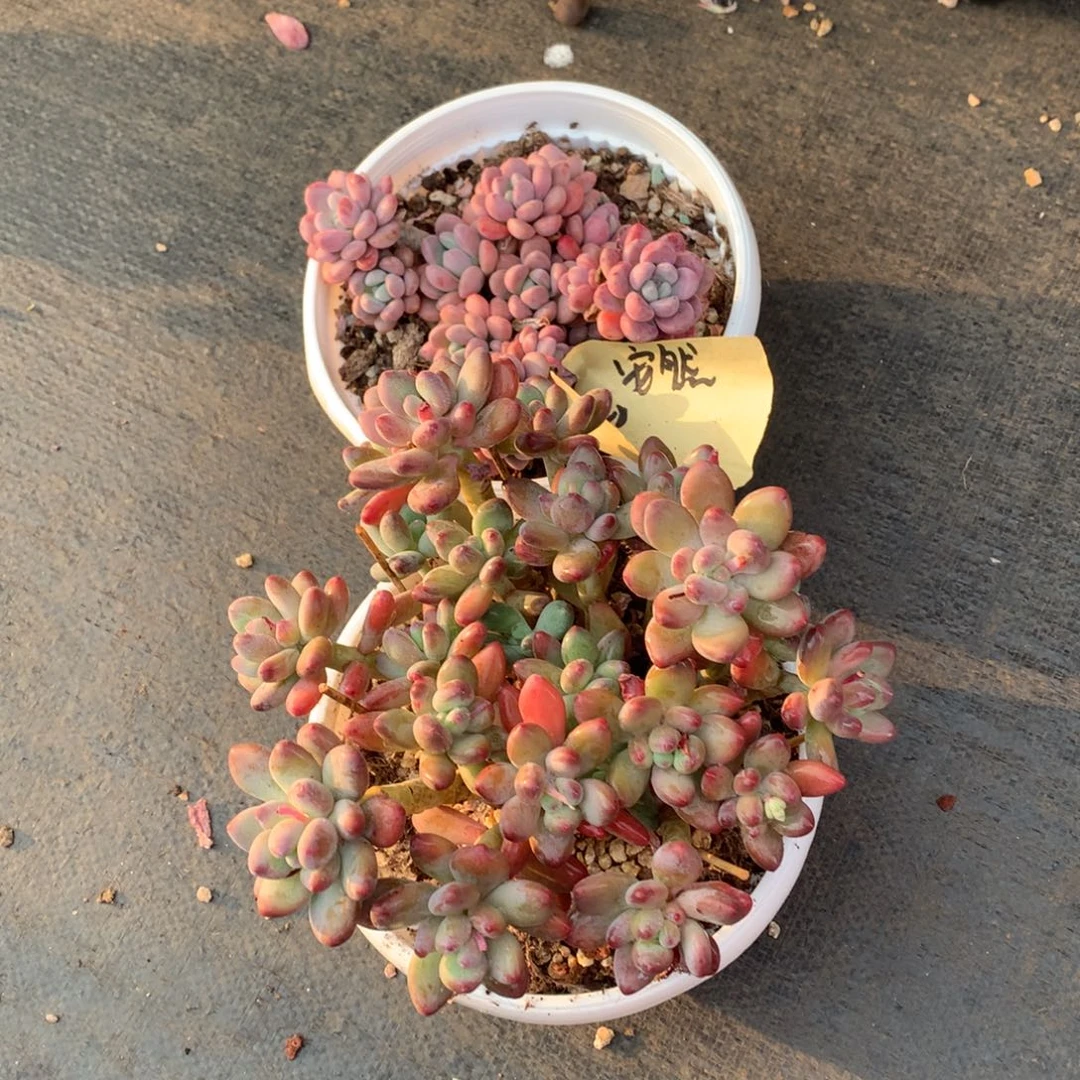 多肉植物多肉植物