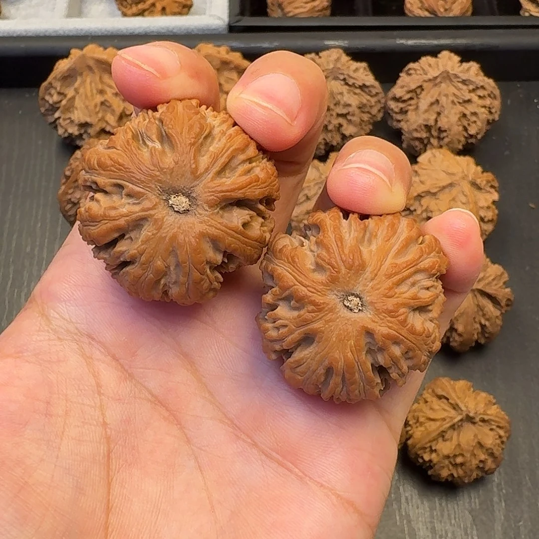 白***生核桃突突突突突突突突突突