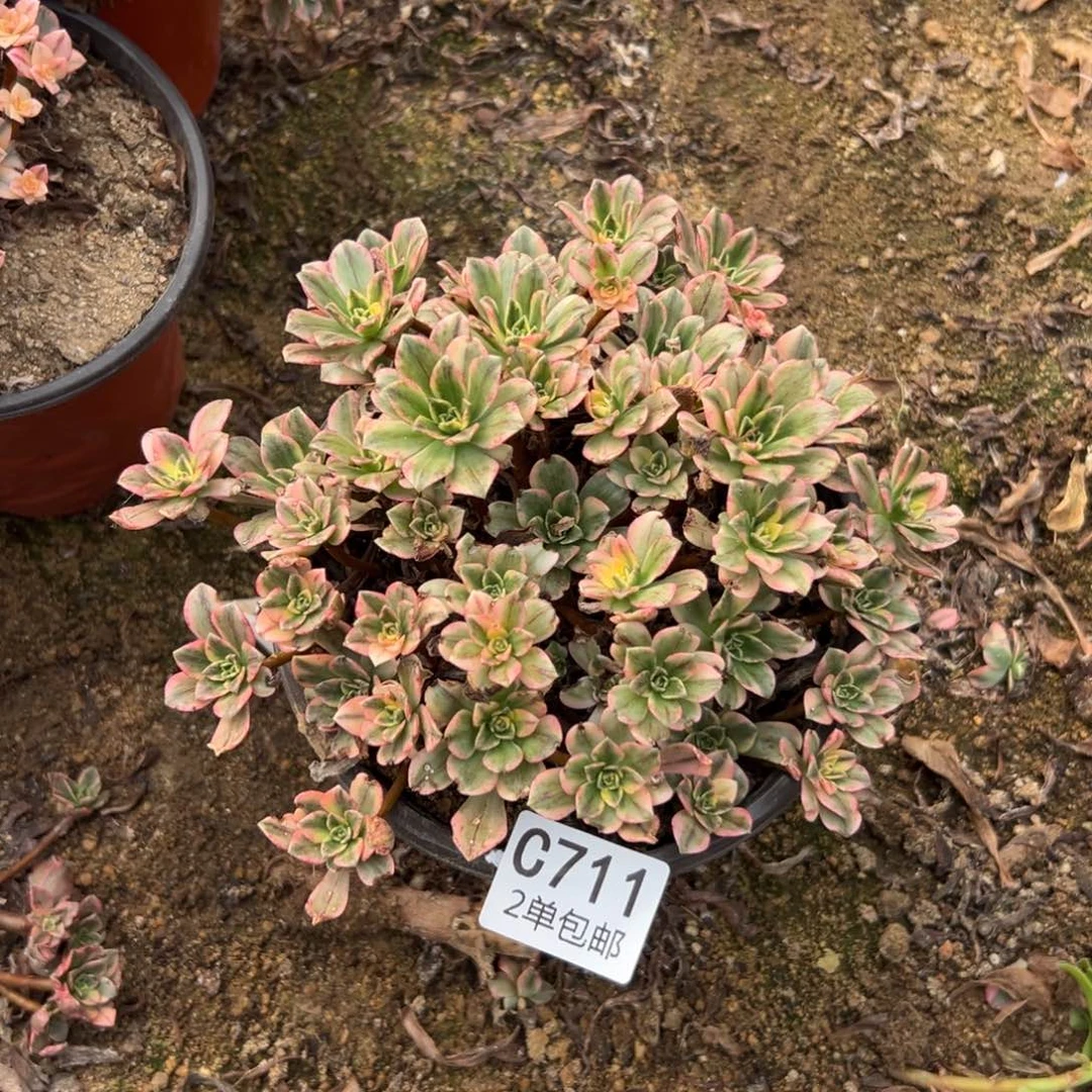 711多肉  甜茶不包断头