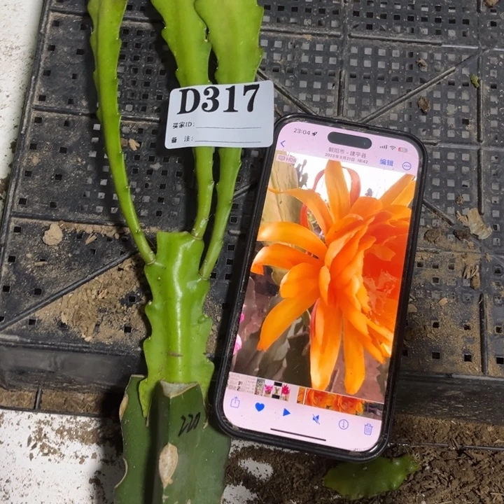当前无花栽培后可以开花317