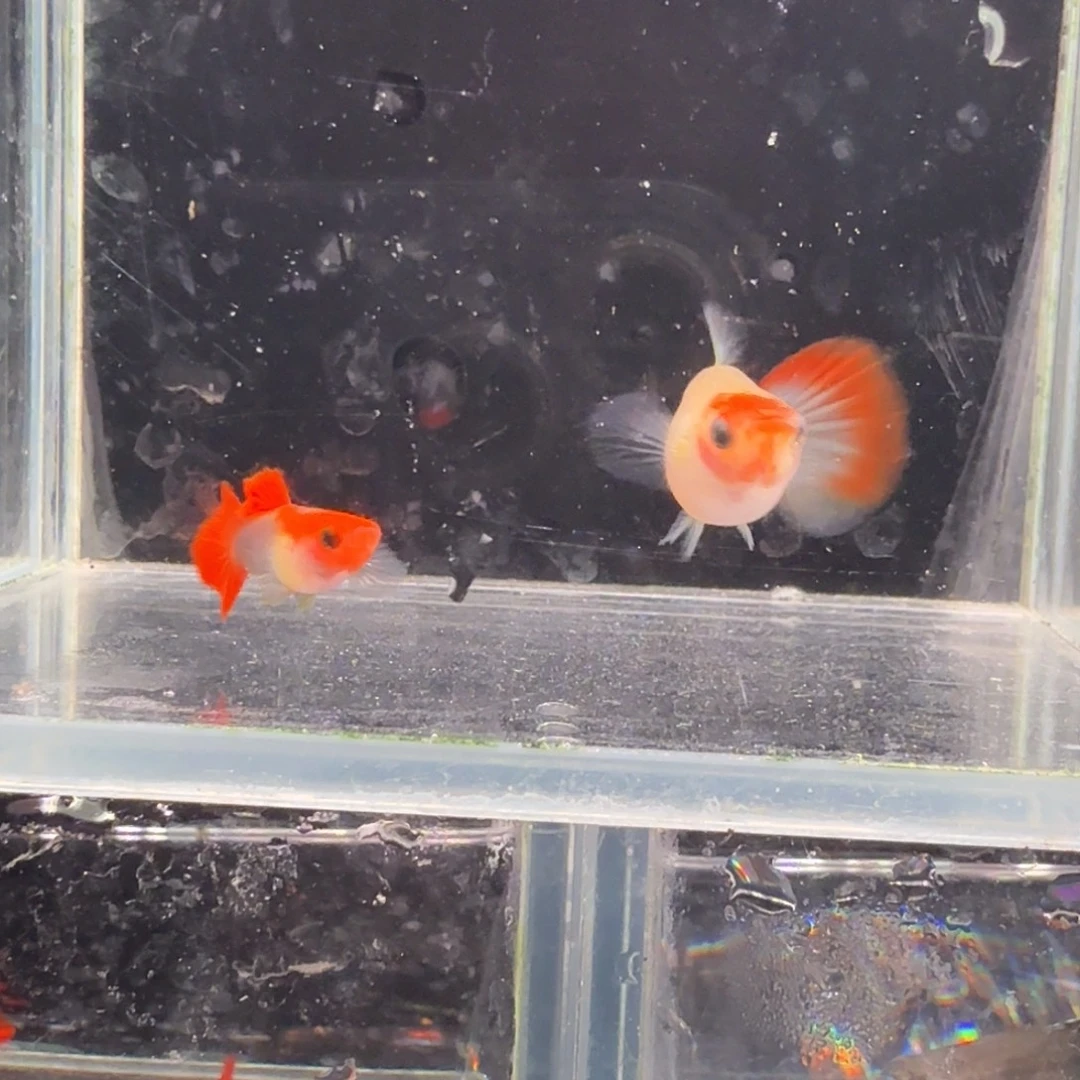 孔雀鱼深海蓝玻璃猫1对