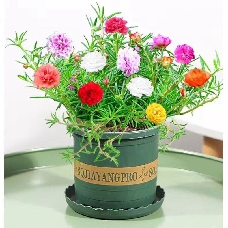 多年生耐热太阳花老桩花苗带花苞室内外四季开花好养活