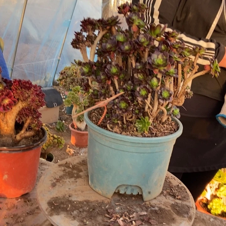 用***3D975黑法师黑法师黑法师