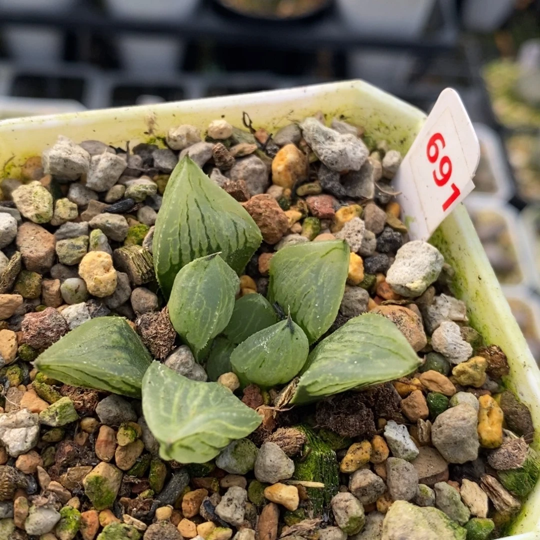 691冰淇淋十二卷多肉植物