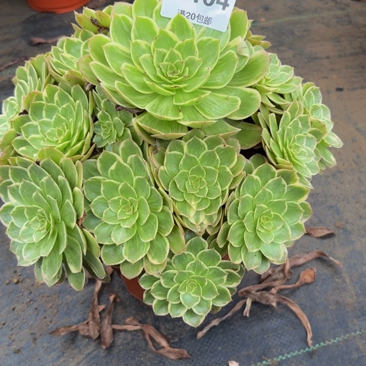 瑞妈多肉园艺404莲花座