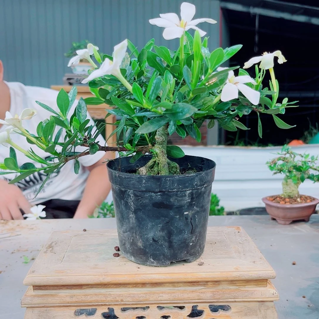 老**琦玉荷栀子花