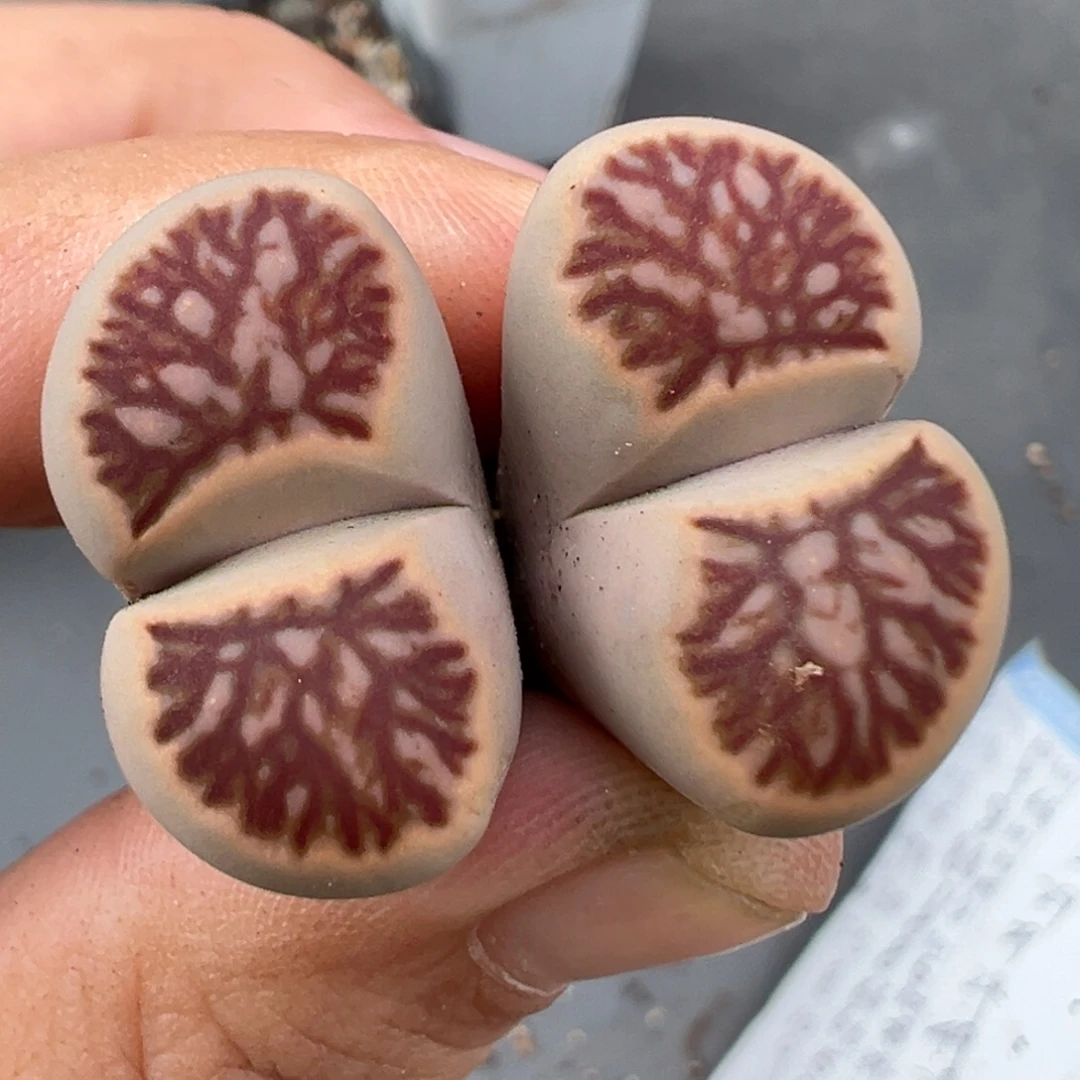 9.24好看的多肉脱土发货309