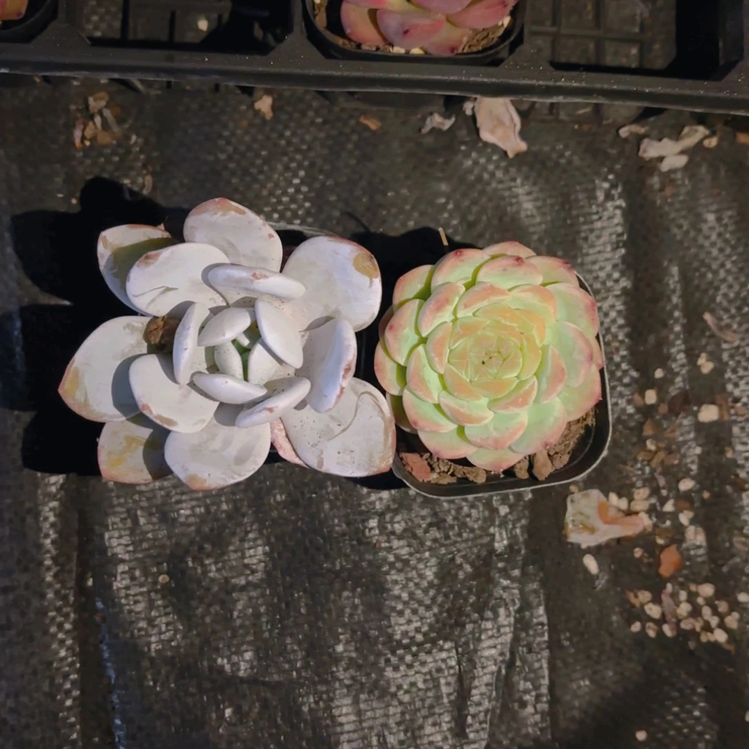 卡***9瑶池加雪莲新疆包邮6.5cm