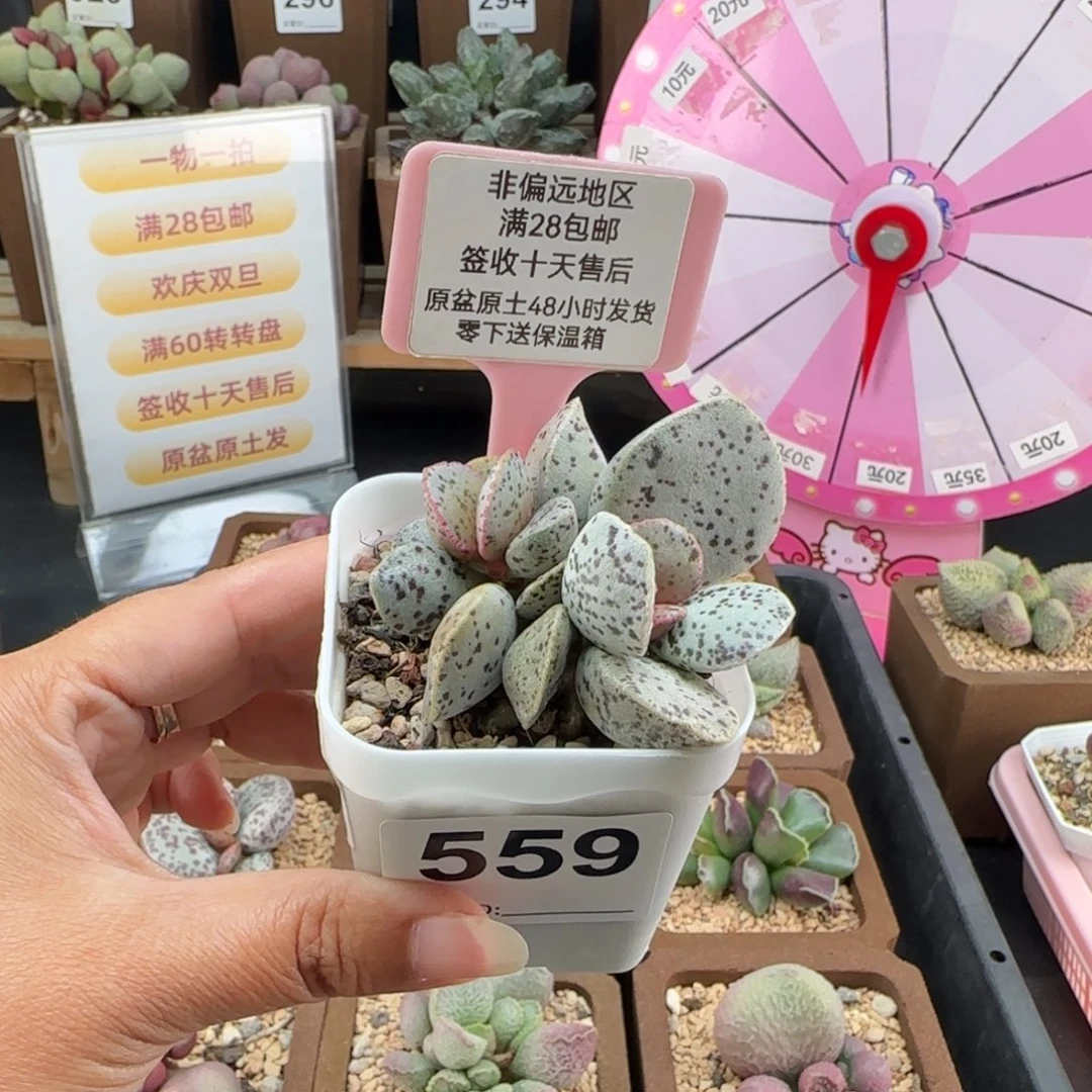 559蝴蝶马丁多肉植物