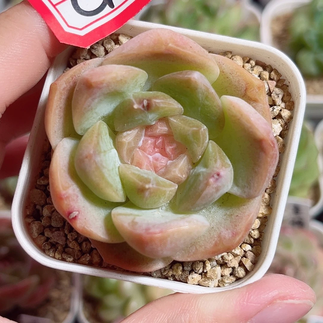 C478 一物一拍 花影A