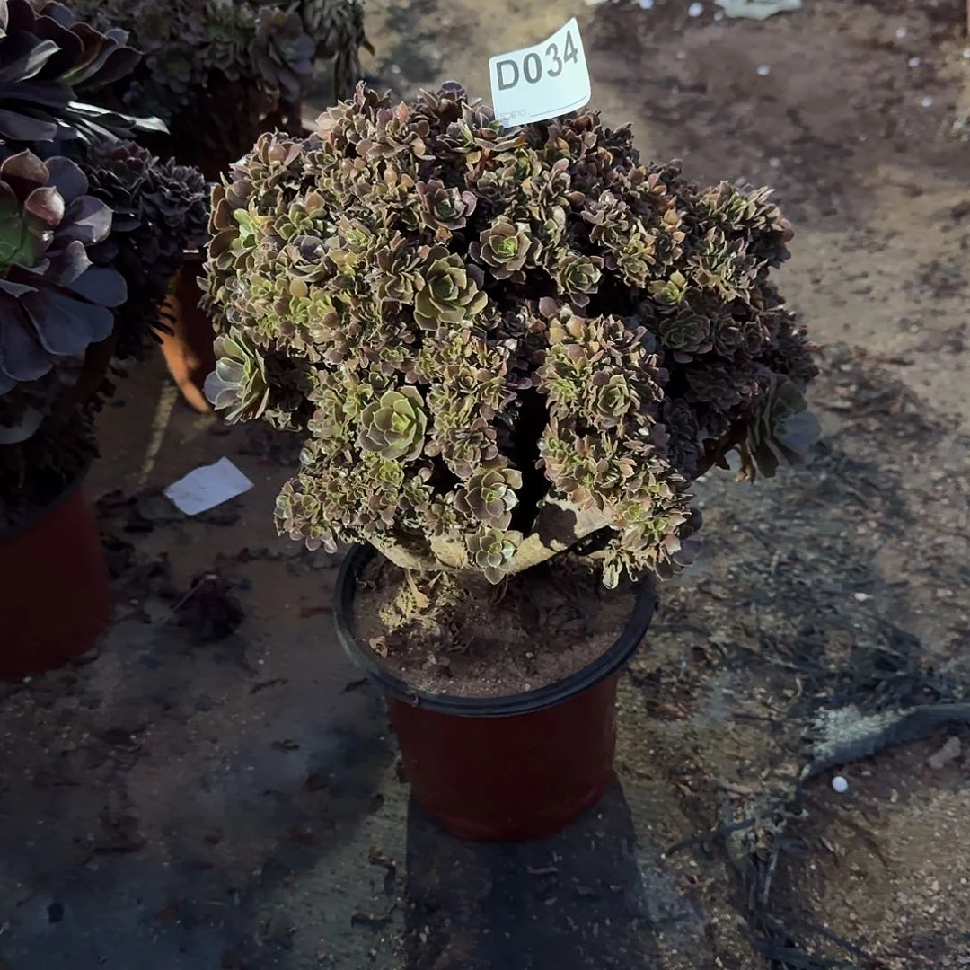 034玫瑰朵朵一颗满28包邮