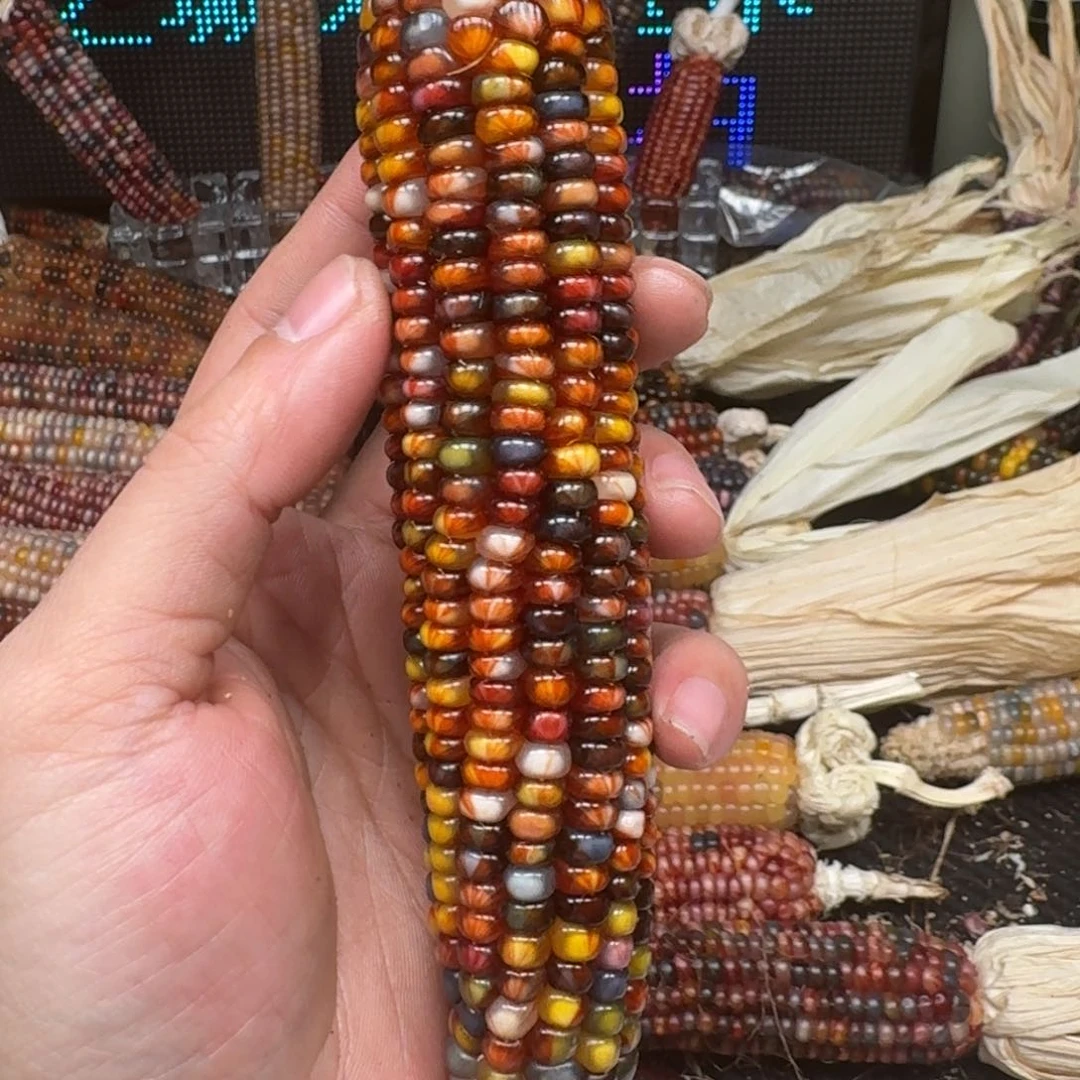 柏香籽/百香籽吊坠陀****