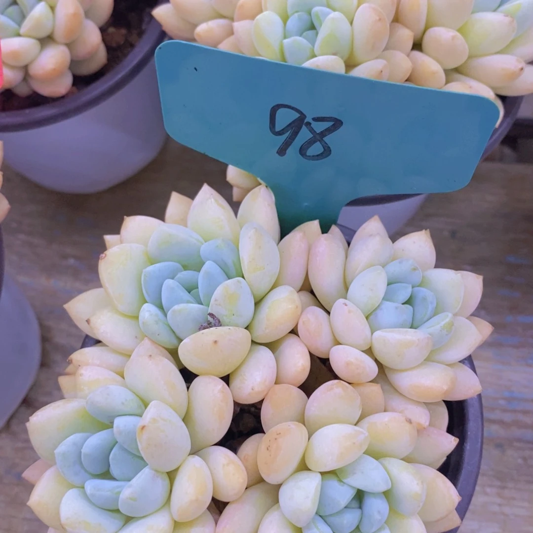 开心多肉，一物一拍，满58包冷链