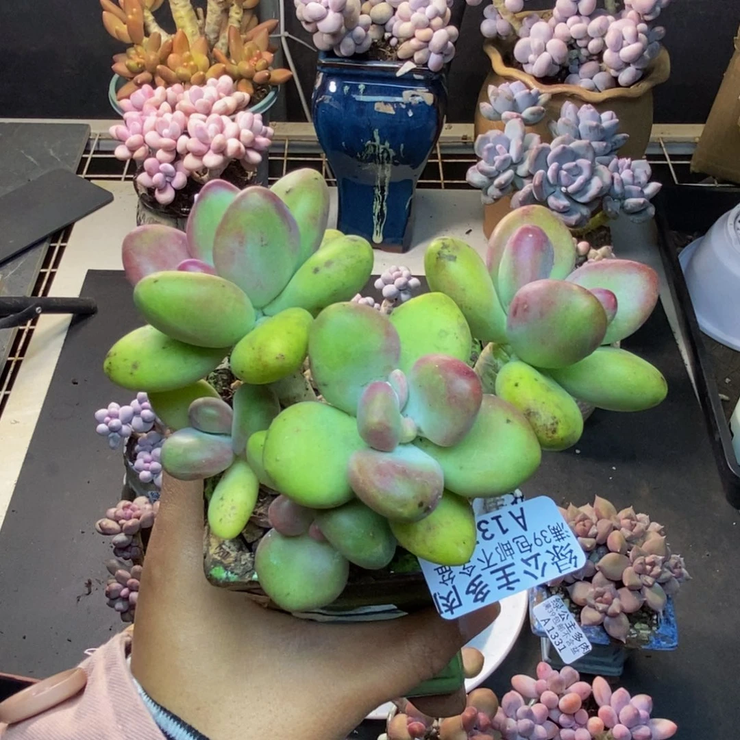 370芒果奶多肉8c m