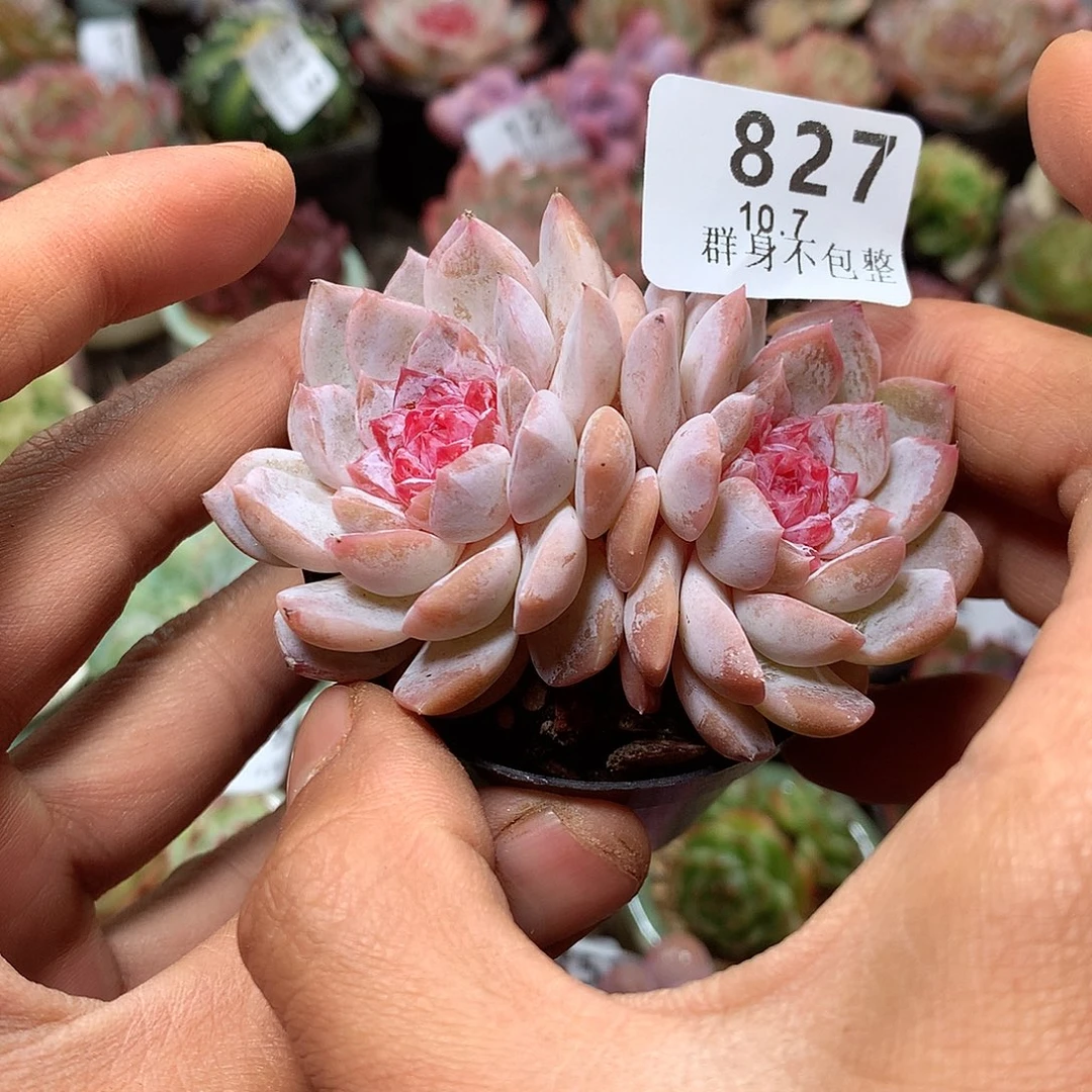 精控拇指盆10.7827