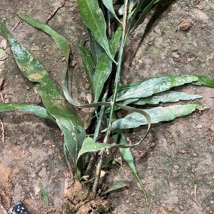 ****ᐝ小叶346789789998888888