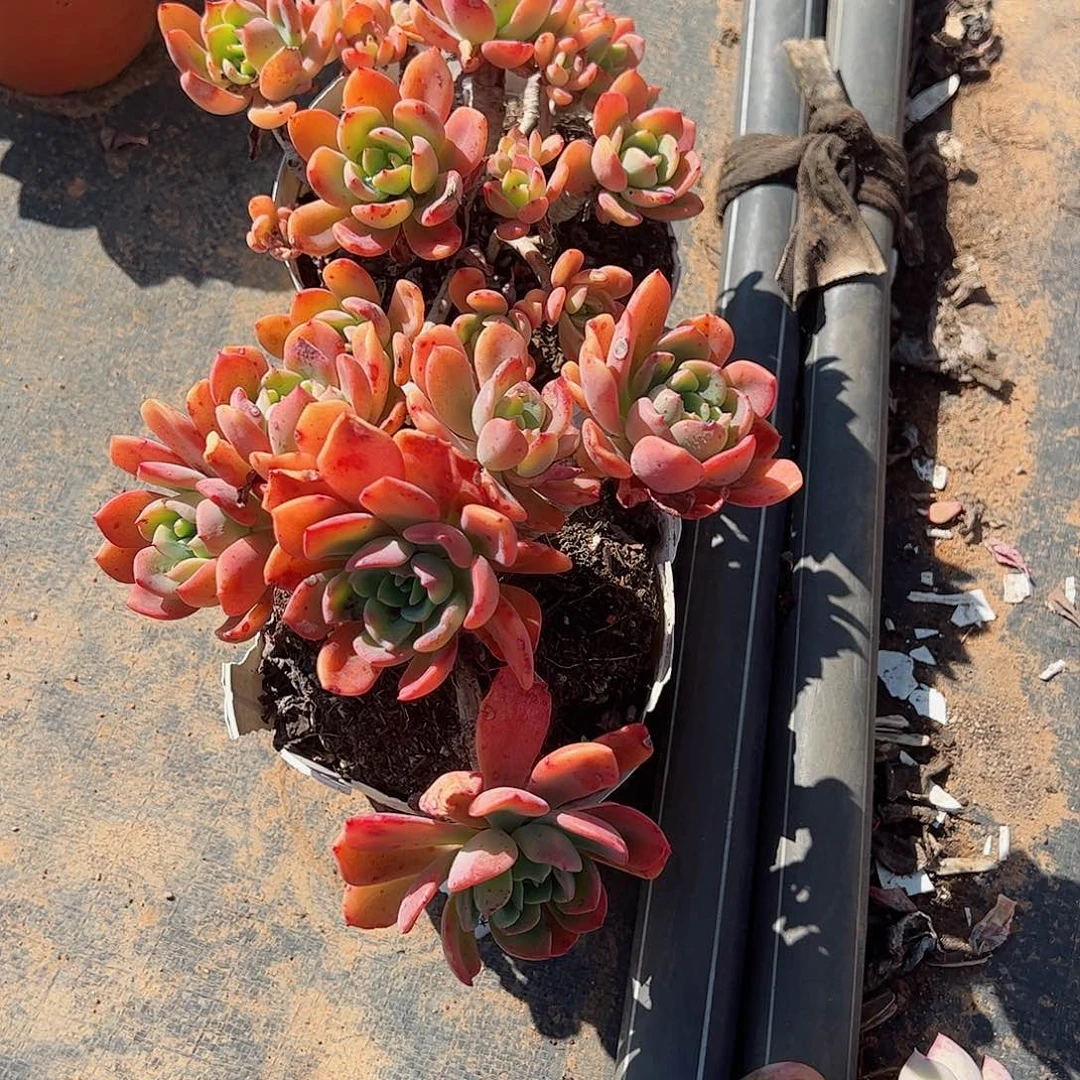 甜橙露养老桩两盆