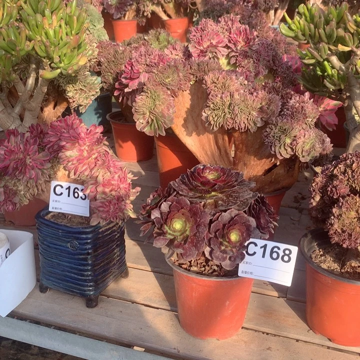 168赤炎莲多肉法师