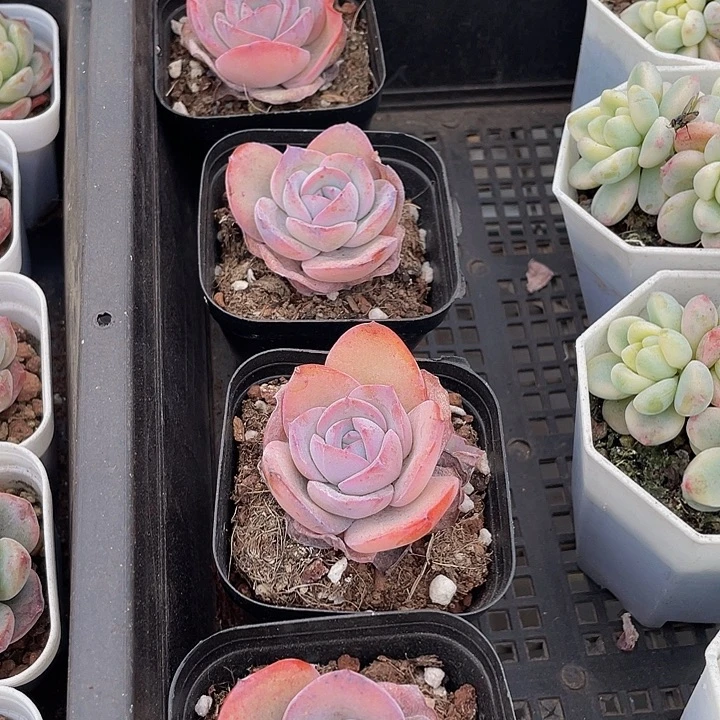 状态布鲁兰带盆土发