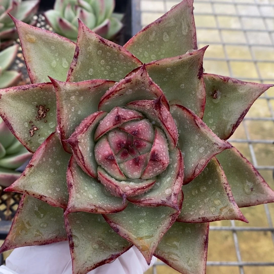 三角宽叶长睫毛