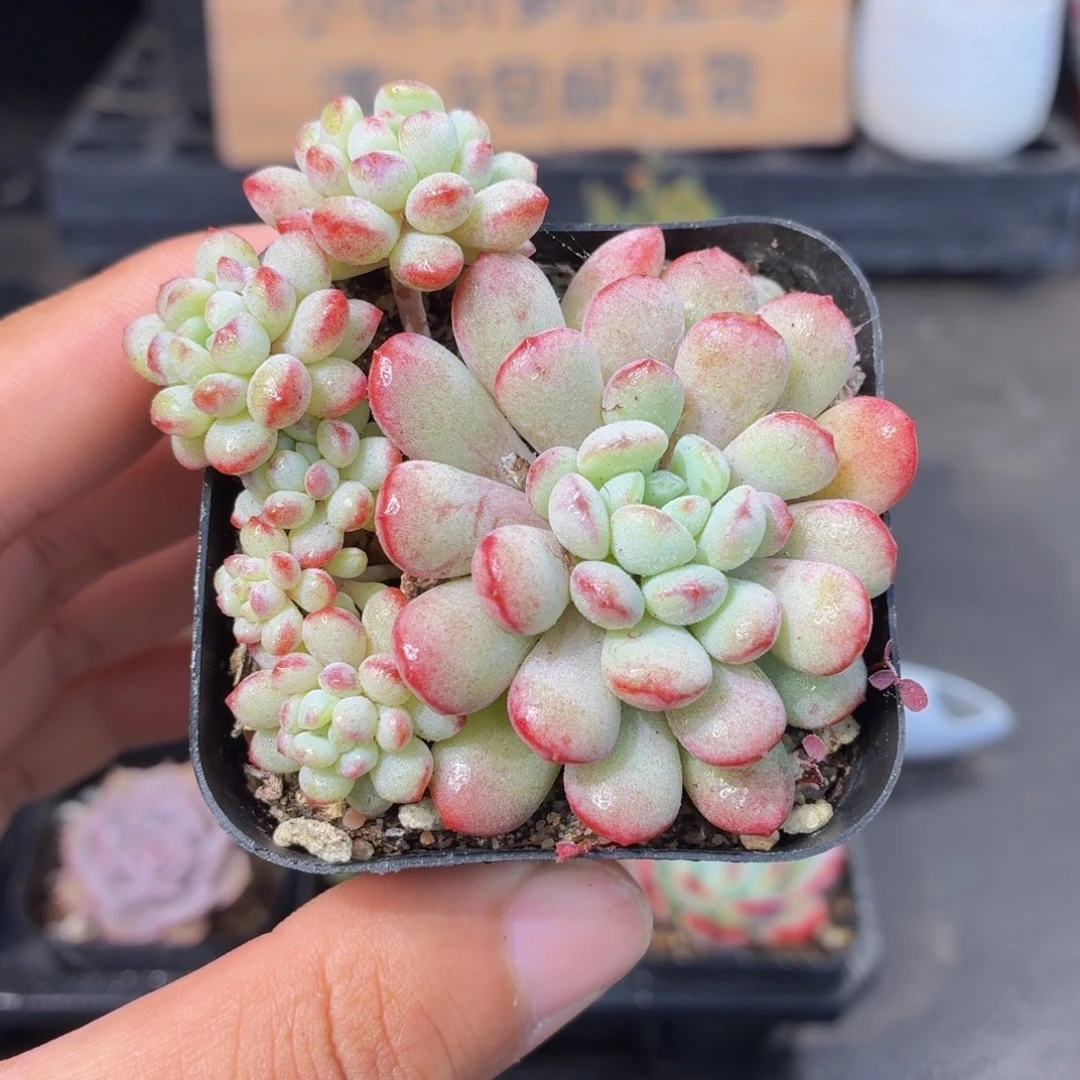 萌豆多肉9.9包邮发货