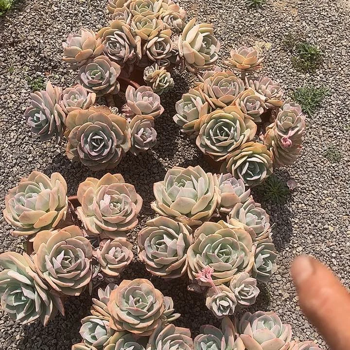 白凤群19.99多肉植物