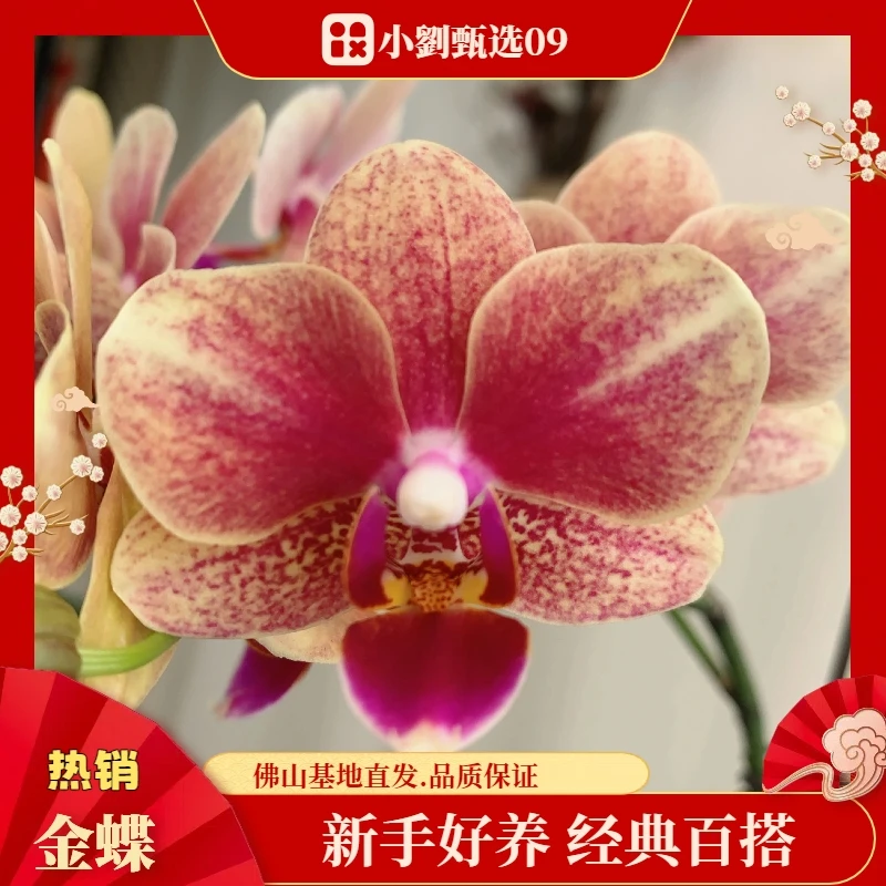 【金蝶09】精美蝴蝶兰花卉盆栽佛山基地批发直播次日达