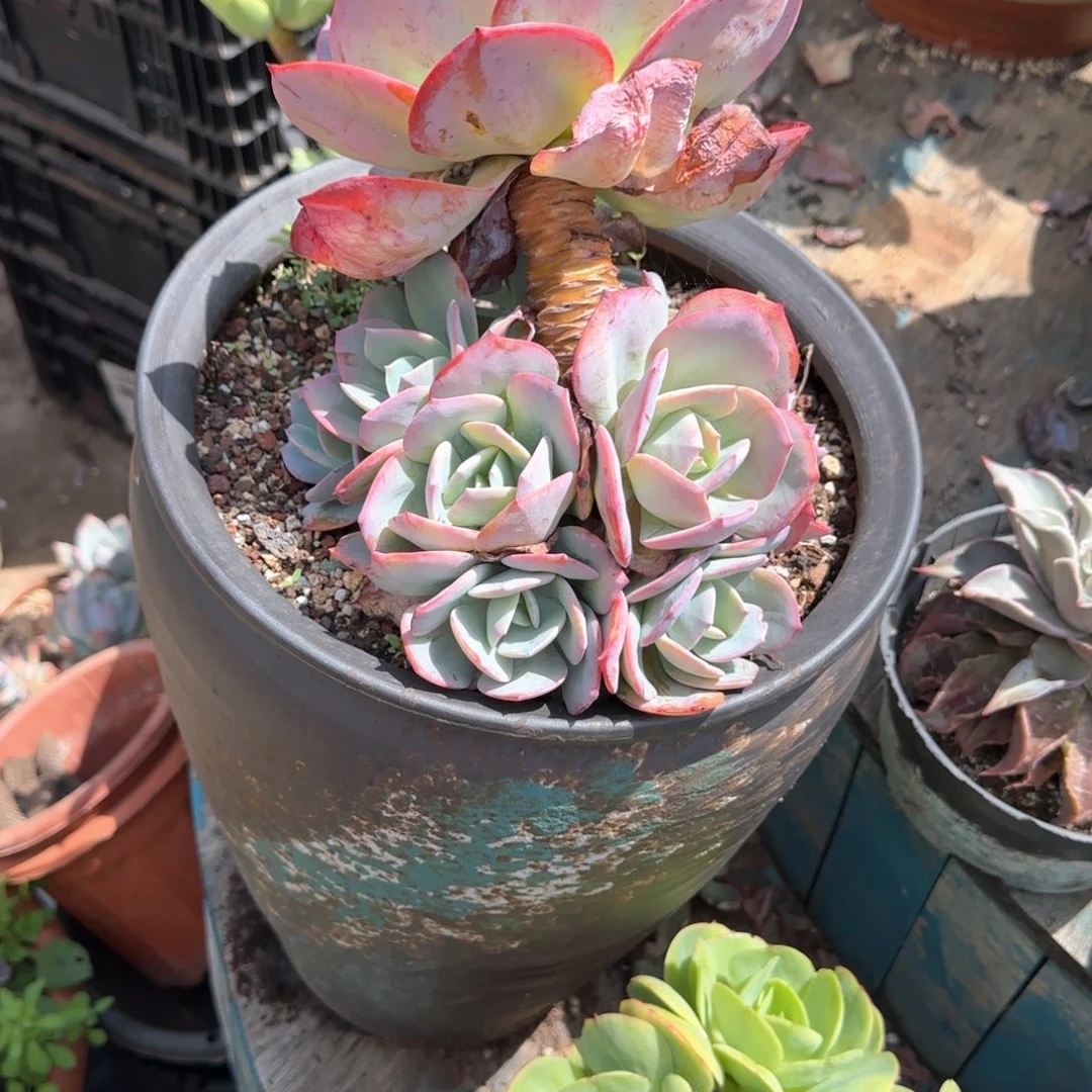 T***.多肉植物多肉植物