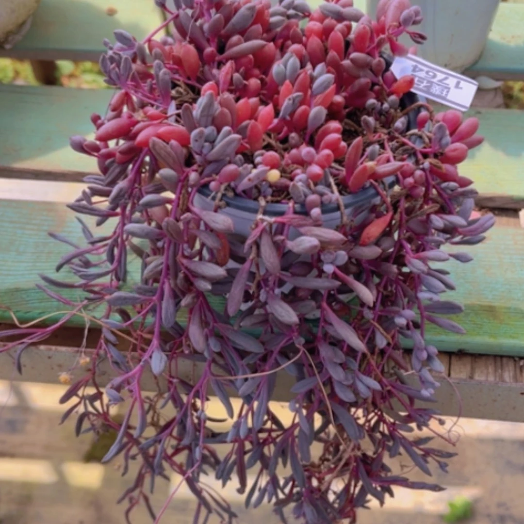 【闪购商品】紫玄月1764