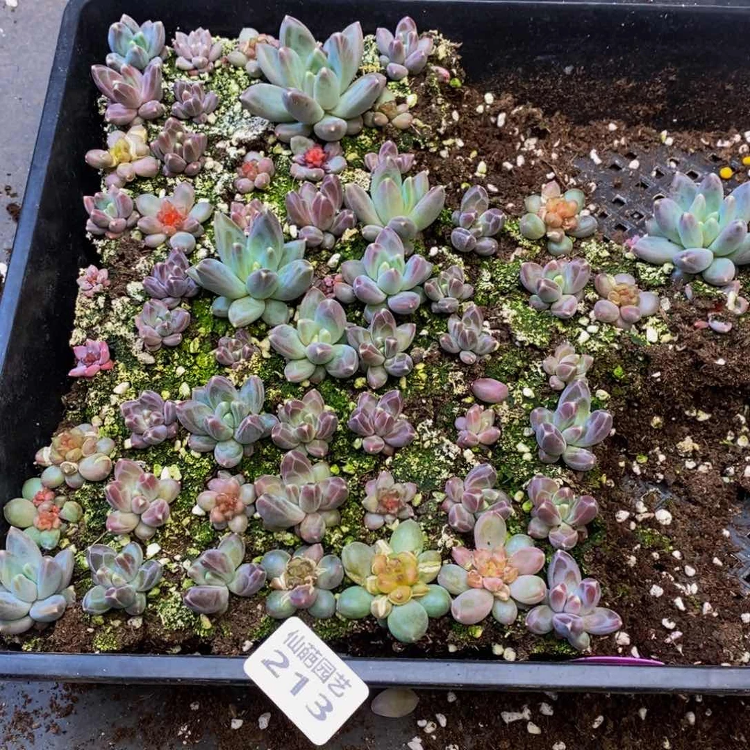 晨****?213多人多人受伤多肉