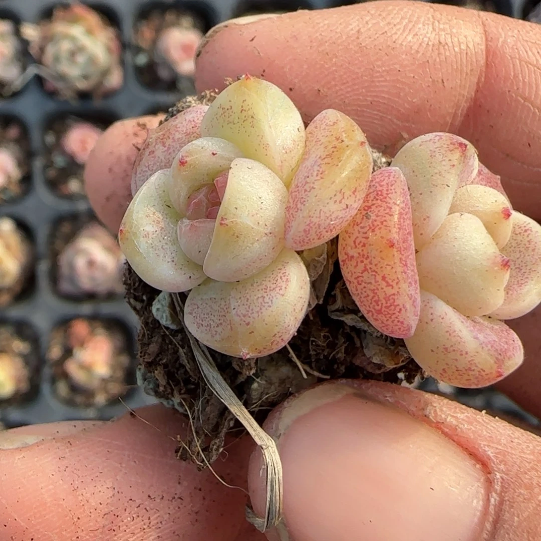 多肉小卡拉米糖心一物一拍